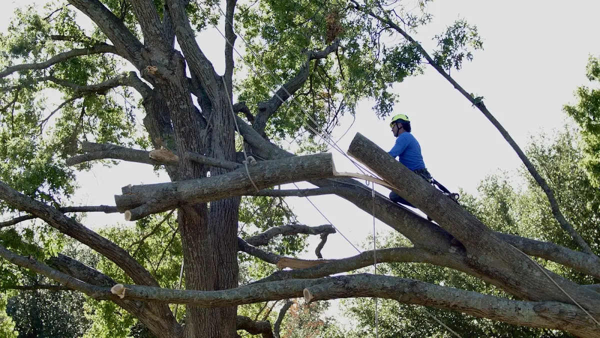 Professional Hazardous Tree Removal performed by certified arborists in Conasauga